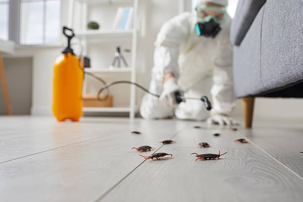 Post-Treatment Bed Bug Interceptor Monitoring in Pelican Bay